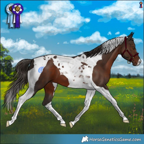 Horse Color:Liver Chestnut Tobiano 