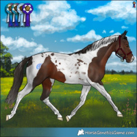 Horse Color:Liver Chestnut Tobiano
