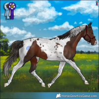 Horse Color:Liver Chestnut Tobiano