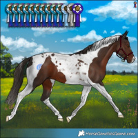 Horse Color:Liver Chestnut Tobiano 