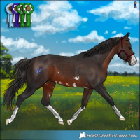 Horse Color:Brown 