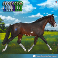 Horse Color:Brown 