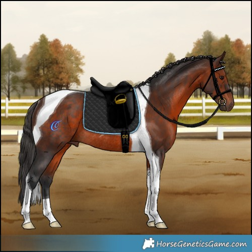 Horse Color:Brown Tobiano Rabicano