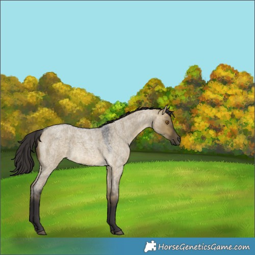 Horse Color:Buckskin Roan Dun 