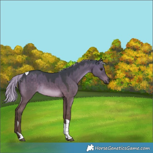 Horse Color:White Spotted Silver Brown Dun Tobiano 