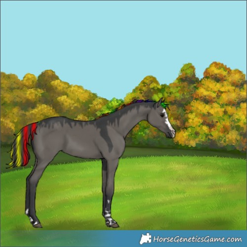 Horse Color:Painted Grullo 