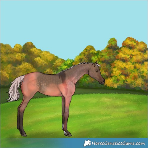 Horse Color:White Spotted Silver Brown Dun Tobiano Rabicano 