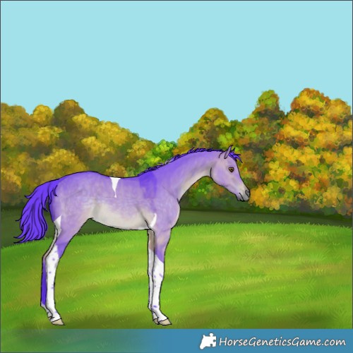 Horse Color:Watercolor Brown Dun Tobiano 