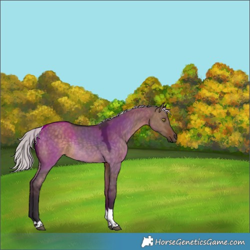 Horse Color:Silver Brown Dun Tobiano Rabicano 