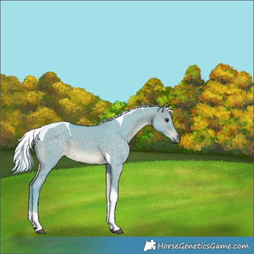 Horse Color:Watercolor Silver Brown Dun Tobiano 