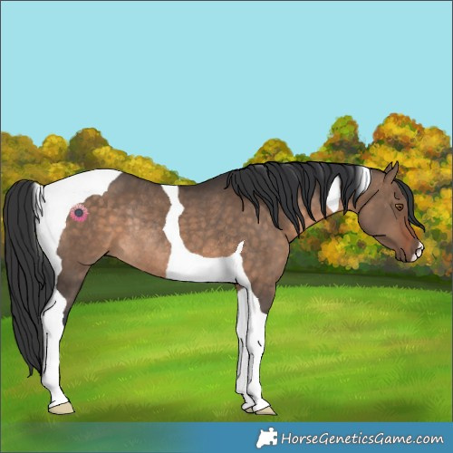 Horse Color:Brown Dun Tobiano Rabicano 