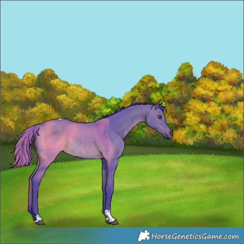 Horse Color:Watercolor Brown Dun Tobiano Rabicano