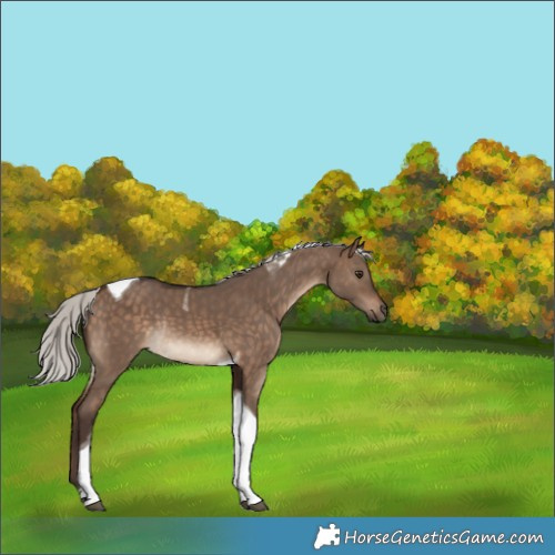 Horse Color:Silver Brown Dun Tobiano Rabicano 