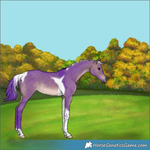 Horse Color:Watercolor Brown Dun Tobiano Rabicano 