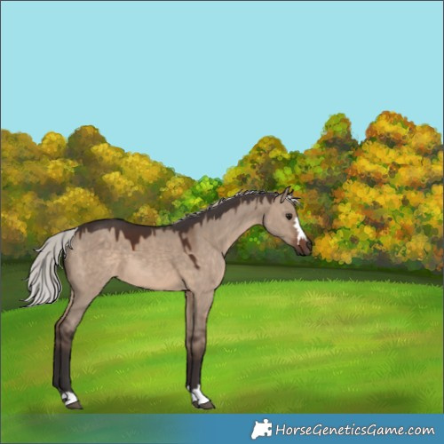 Horse Color:Silver Brown Dun 