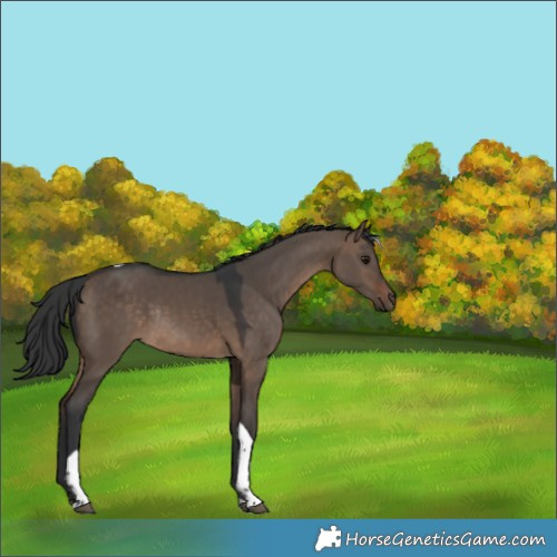 Horse Color:Brown Dun Tobiano Rabicano 