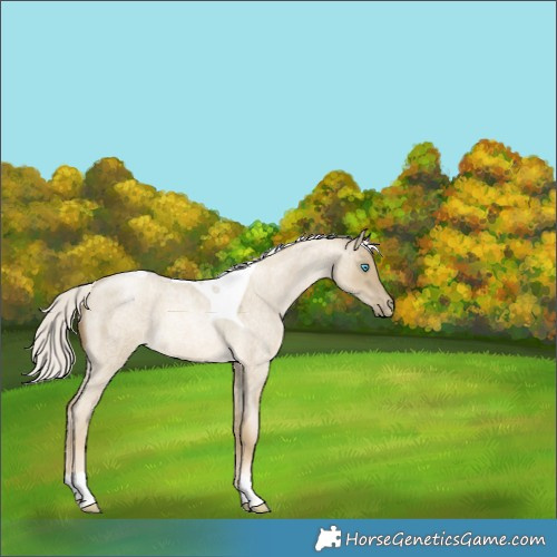 Horse Color:Chocolate Silver Smoky Grullo Roan Pearl Tobiano 
