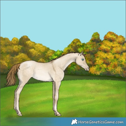 Horse Color:Buckskin Pearl Dun Rabicano 