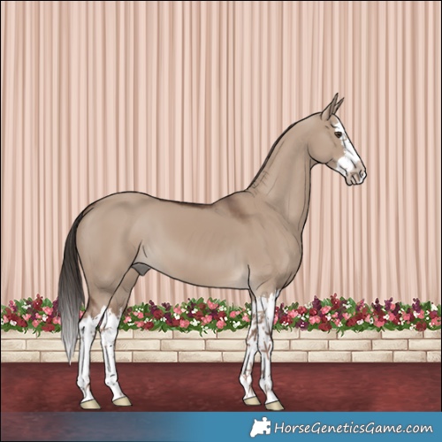 Horse Color:White Spotted Liver Red Dun Splash 