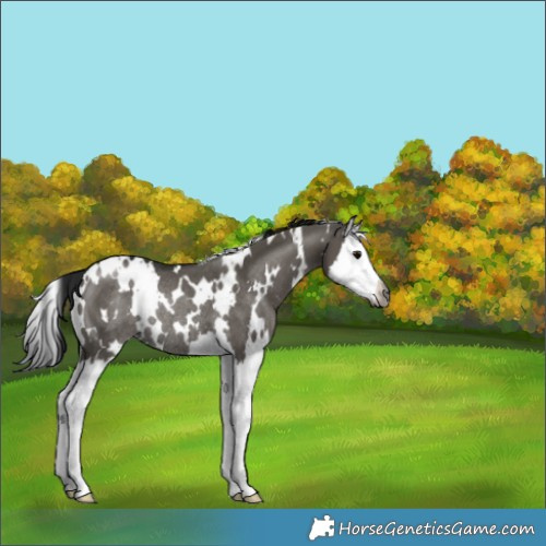 Horse Color:Gray White Spotted Grullo Splash Rabicano 