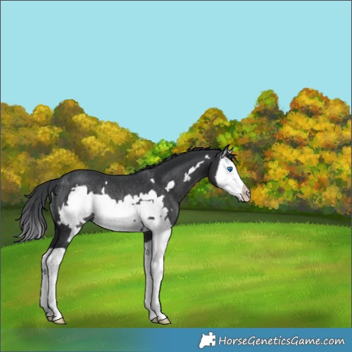 Horse Color:Black Splash Frame Rabicano 