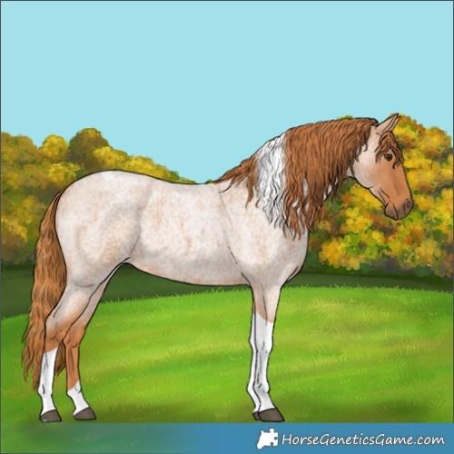 Horse Color:Red Roan Tobiano 