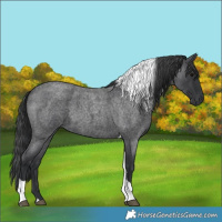 Horse Color:Blue Roan Tobiano 