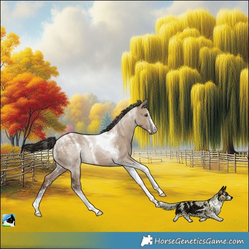 Horse Color:Powder White Liver Red Dun Tobiano