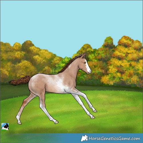 Horse Color:Red Dun Tobiano 