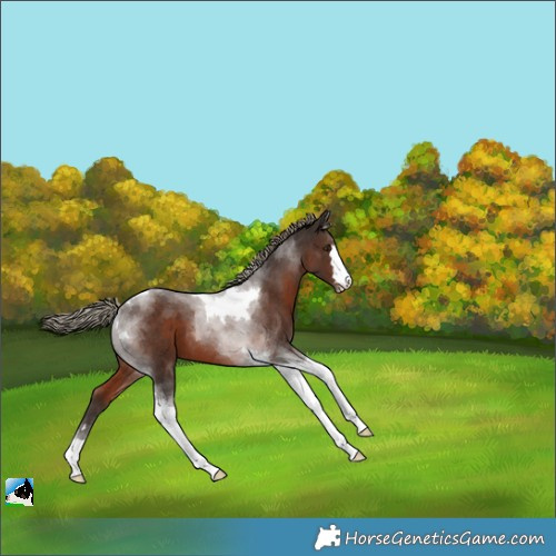 Horse Color:Liver Chestnut Tobiano 