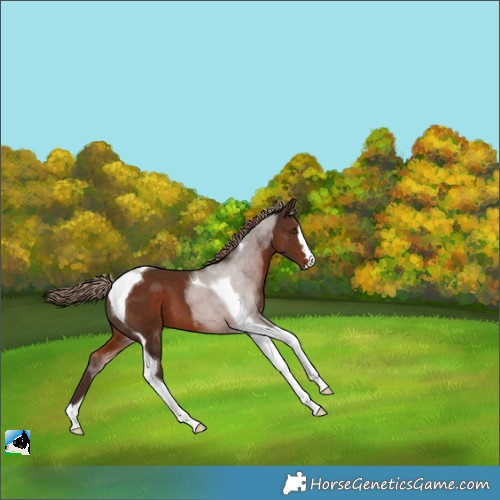 Horse Color:Liver Chestnut Tobiano 