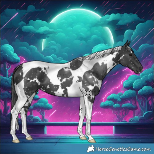 Horse Color:White Spotted Black Tobiano