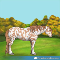 Horse Color:Gold Champagne Appaloosa 