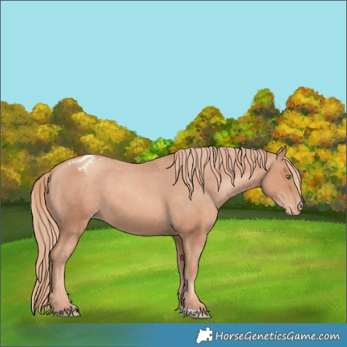 Horse Color:Gold Champagne Appaloosa 