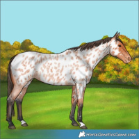 Horse Color:Bay Roan Near Leopard 