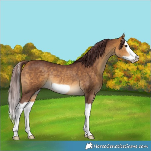 Horse Color:Chocolate Buckskin Splash Frame Rabicano