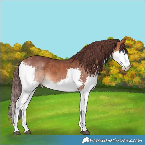 Horse Color:Chocolate Bay Splash Rabicano 