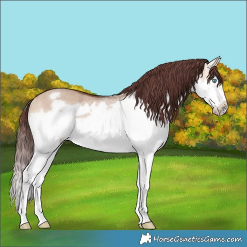 Horse Color:Chocolate Bay Dun Splash Frame Rabicano 