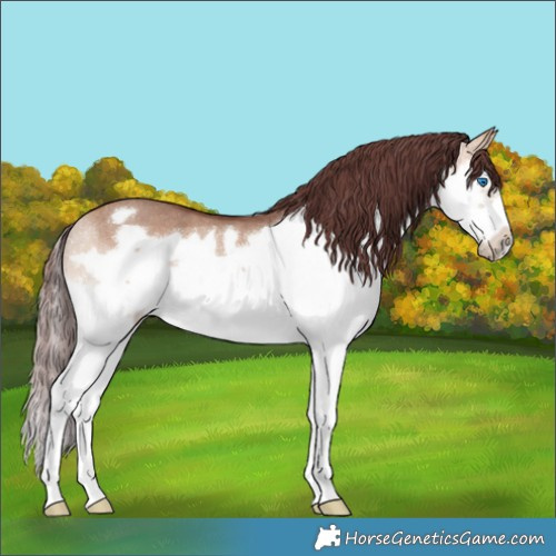 Horse Color:Chocolate Bay Dun Splash Frame Rabicano