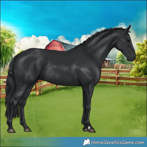 Horse Color:Black Rabicano 