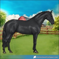 Horse Color:Black Rabicano 