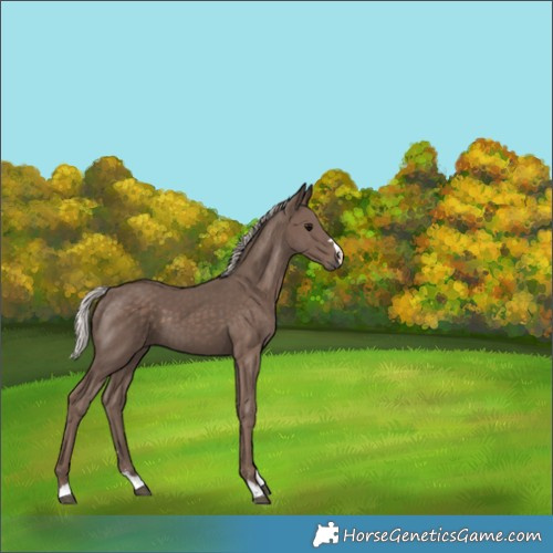 Horse Color:Silver Black 
