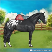 Horse Color:Black Appaloosa Rabicano 