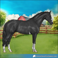 Horse Color:Black Rabicano 