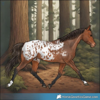Horse Color:Bay Appaloosa