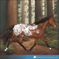 Horse Color:Bay Appaloosa 