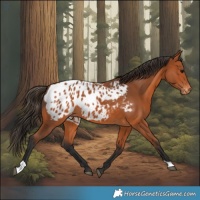 Horse Color:Bay Appaloosa