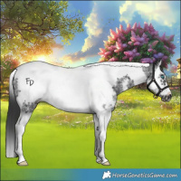 Horse Color:Black Sabino Splash Tobiano Frame 