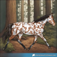Horse Color:Bay Appaloosa