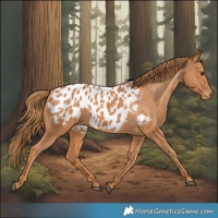 Horse Color:Chestnut Appaloosa